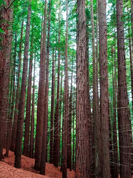 Bosque de las Secuoyas de Cabezon de la Sal